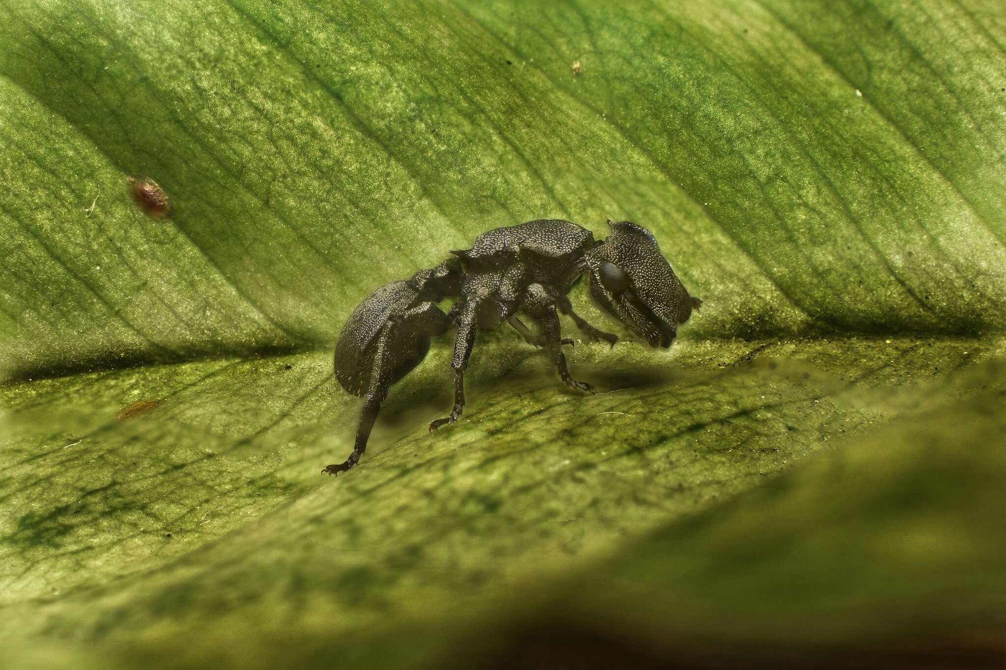 Image of Cephalotes basalis (Smith 1876)