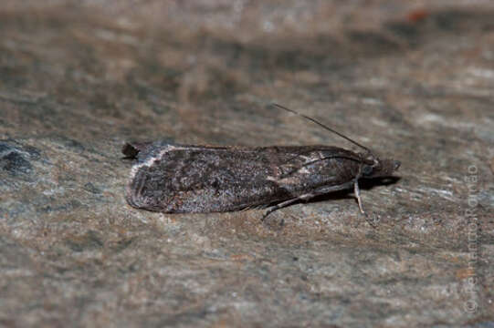 Image of Acrobasis obliqua Zeller 1847