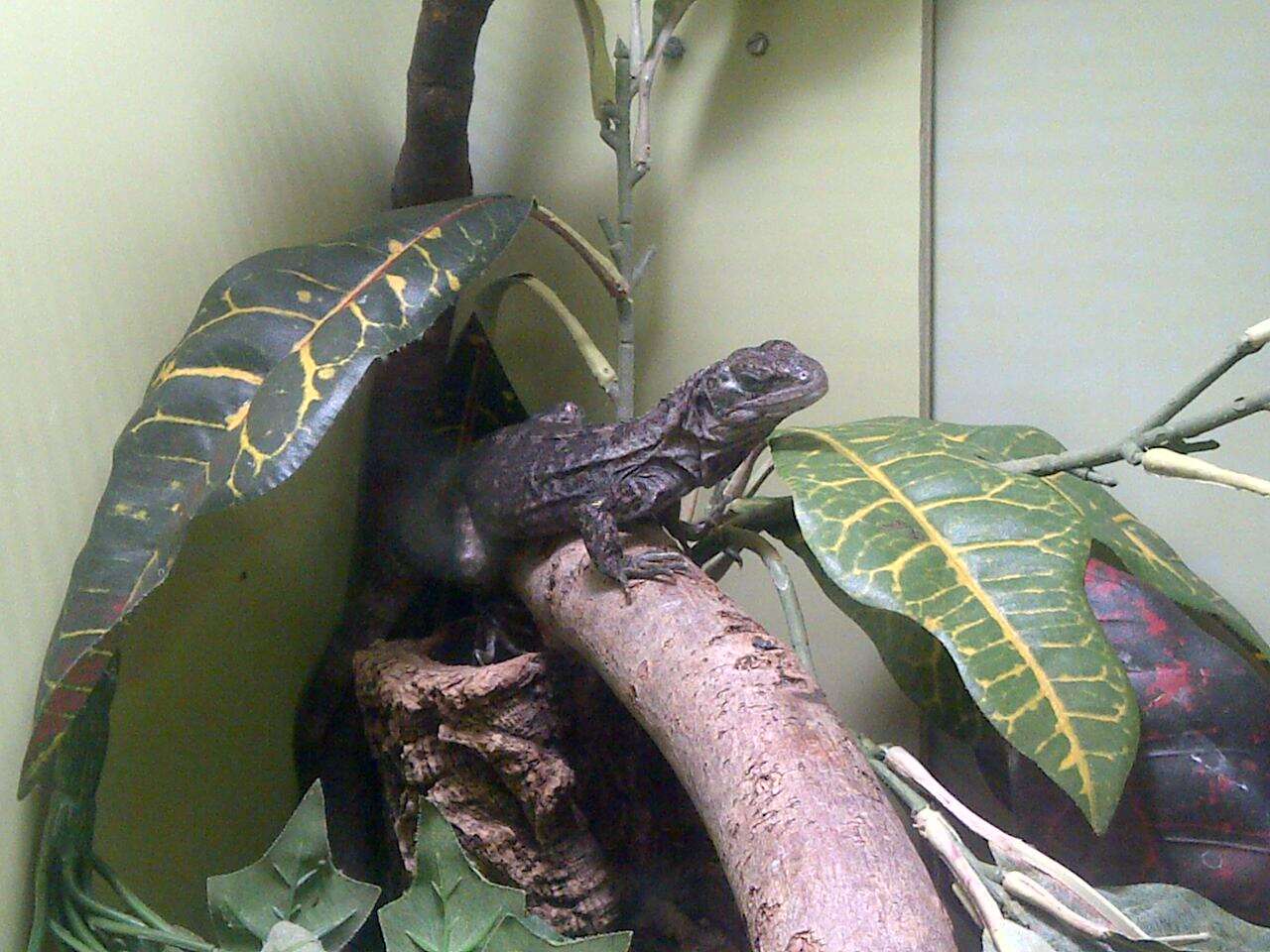 Image of Baker's Spinytail Iguana