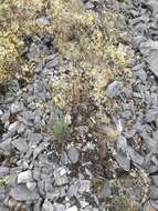 Image of Icelandic poppy