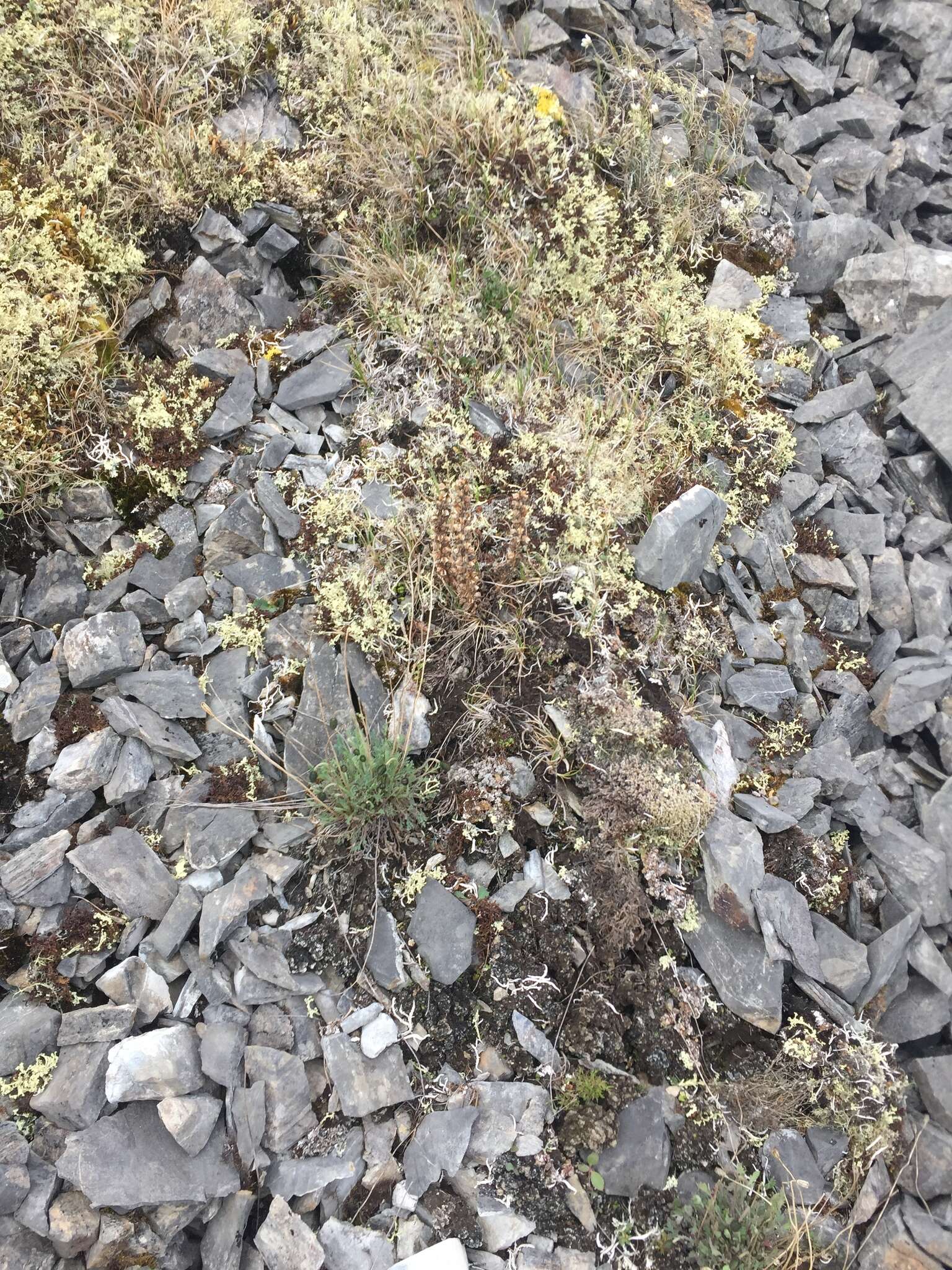 Image of Icelandic poppy