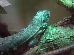 Image of Baker's Spinytail Iguana