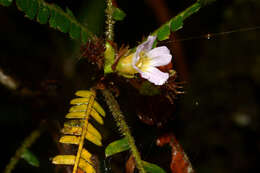 Imagem de Biophytum aeschynomenifolia Guillaumin