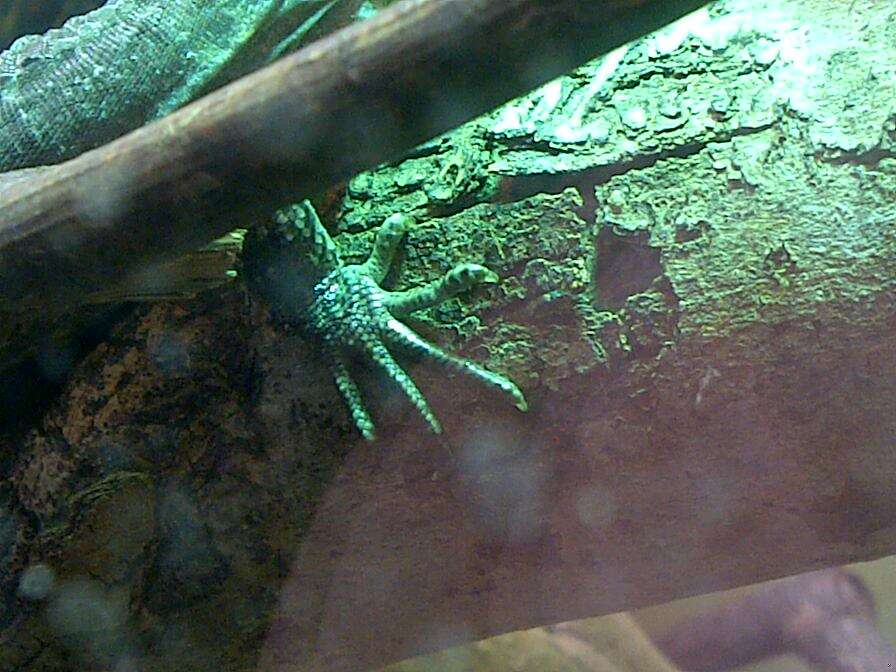 Image of Baker's Spinytail Iguana