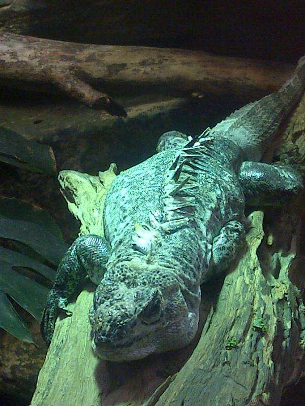 Image of Baker's Spinytail Iguana