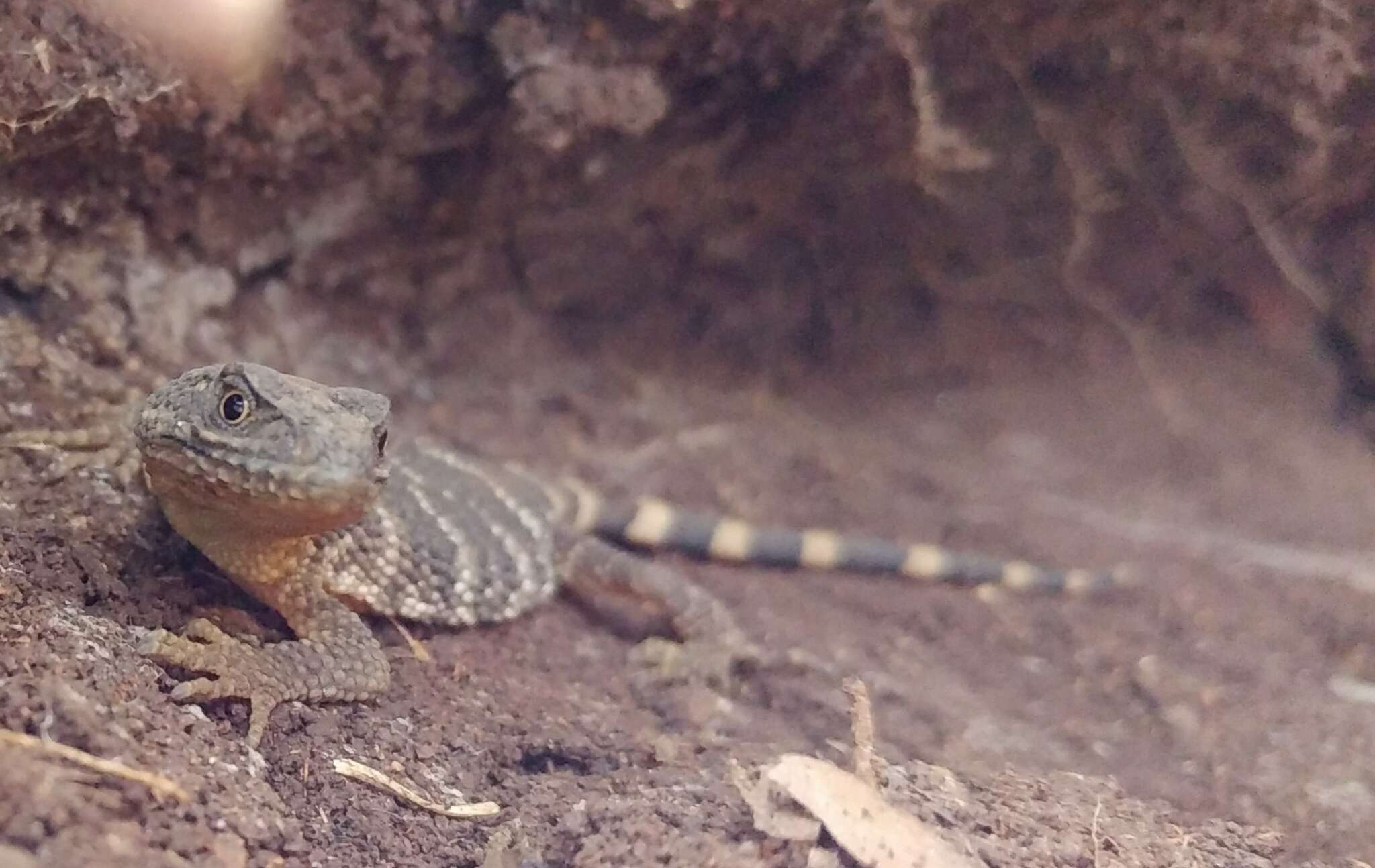 Image of Flathead Knob-scaled Lizard