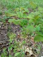 Image de Smilax illinoensis Mangaly