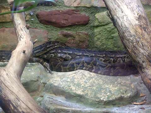 Image of Cuban Boa