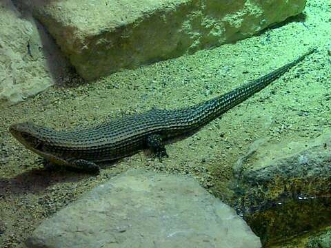 Image of Sudan plated lizard