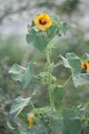 Imagem de Abutilon indicum (L.) Sweet