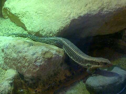 Image of Sudan plated lizard