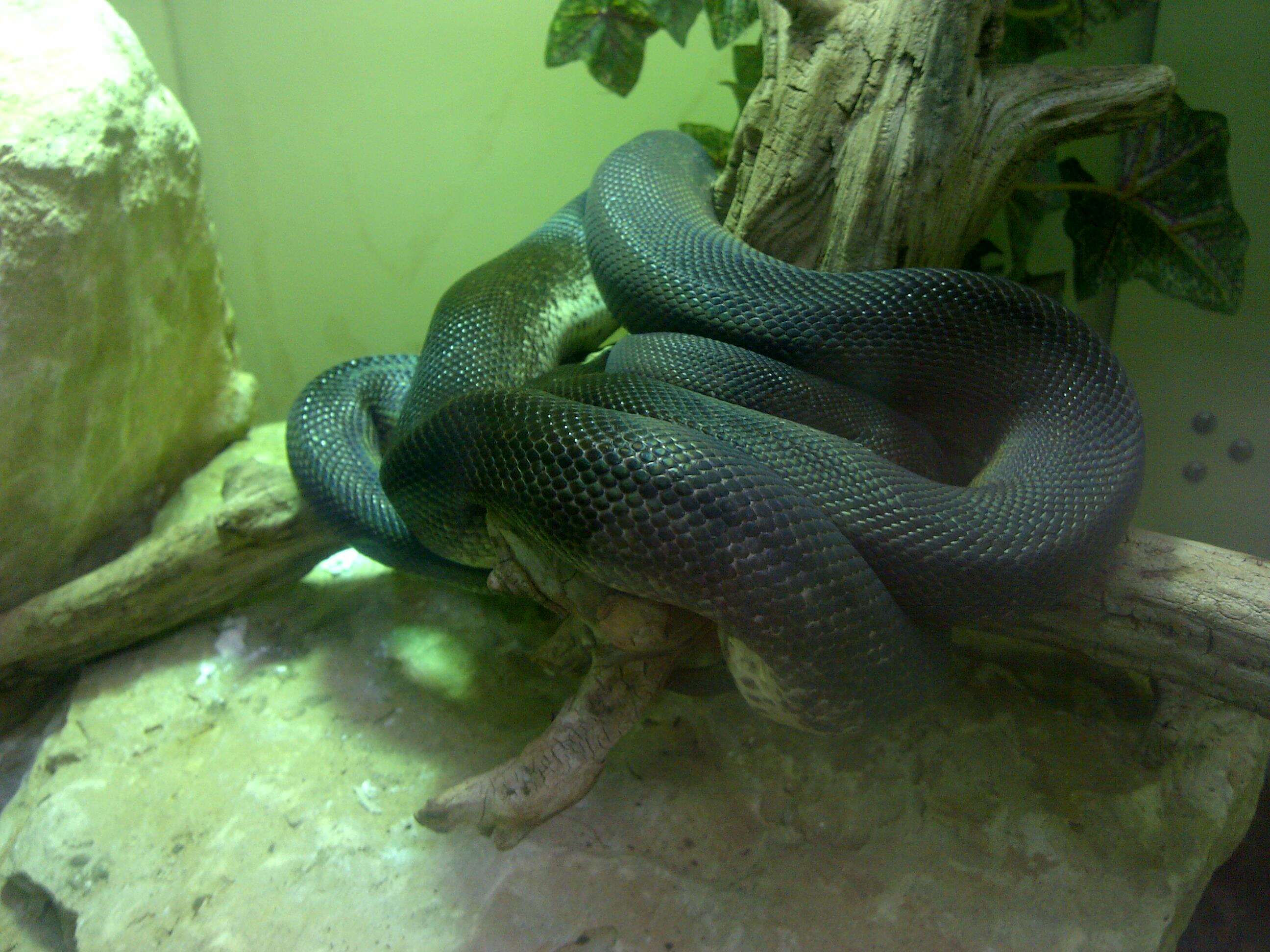 Image of Macklot's Python