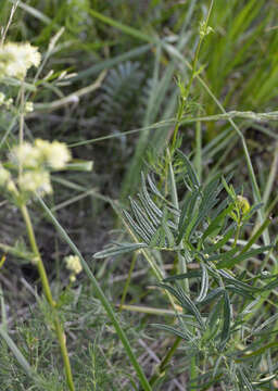 Image of Thalictrum lucidum L.