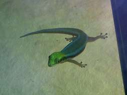 Image of Klemmer's day gecko