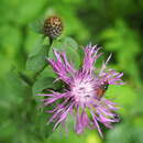 Image of Grey-backed Snout-hoverfly