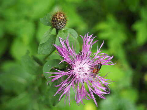 Image of Rhingia rostrata (Linnaeus 1758)