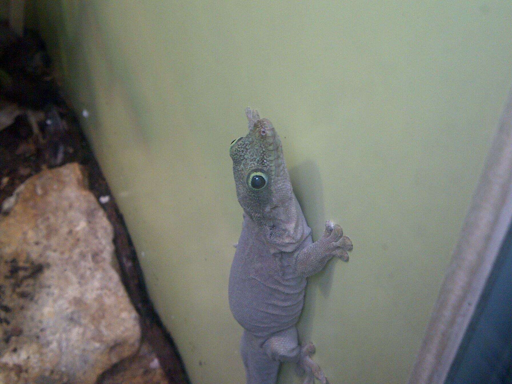 Image of Standing's Day Gecko