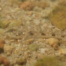 Image of Indo-pacific Tropical Sand Goby