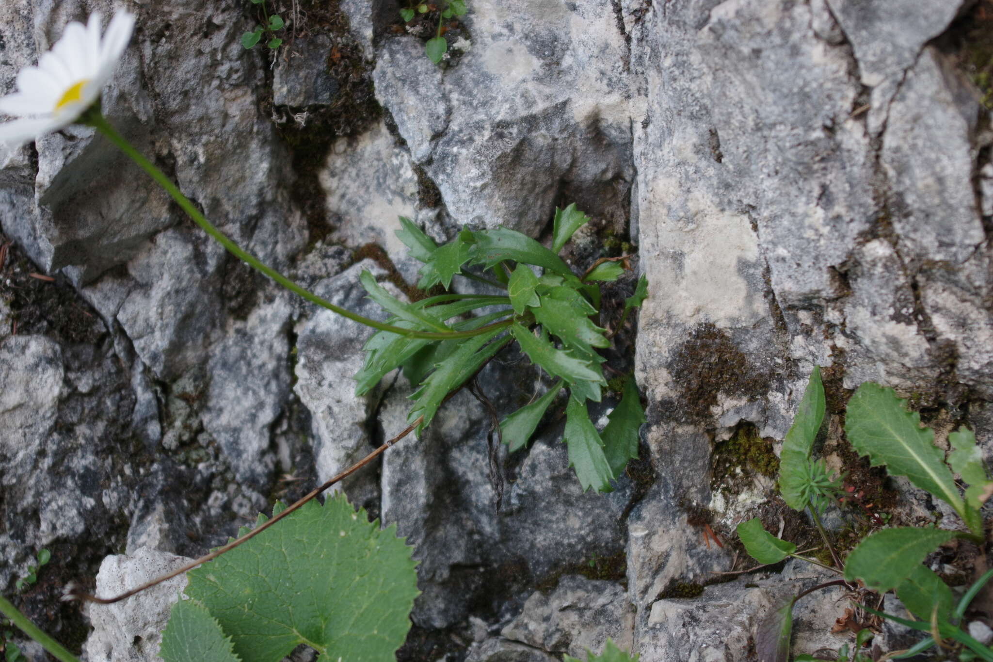 Слика од Leucanthemum atratum (L.) DC.