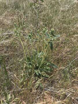 Image of imbricate phacelia