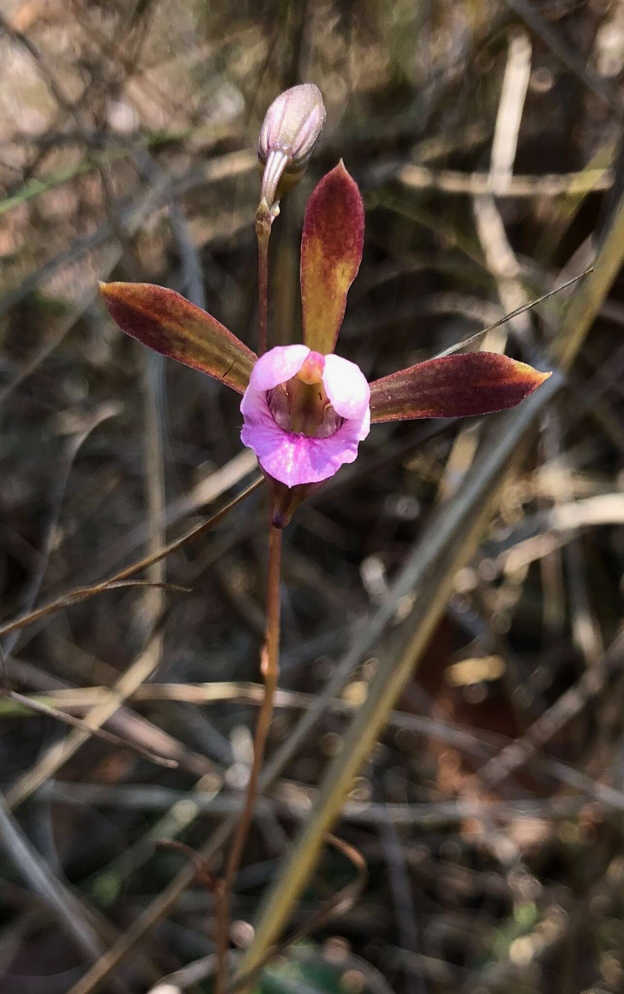 Imagem de Eulophia katangensis (De Wild.) De Wild.