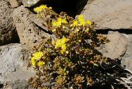 Image of Aeonium sedifolium (Webb ex Bolle) J. Pitard & L. Proust