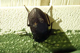 Image of Velvety Bark Beetle