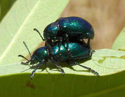 Image of Cobalt Milkweed Beetle