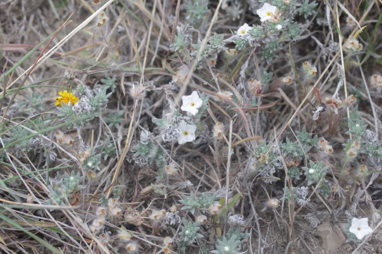 Euploca confertifolia (Torr.) Feuillet & Halse resmi