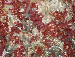 Image of Atriplex nummularia subsp. nummularia