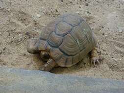 Image of Egyptian Tortoise