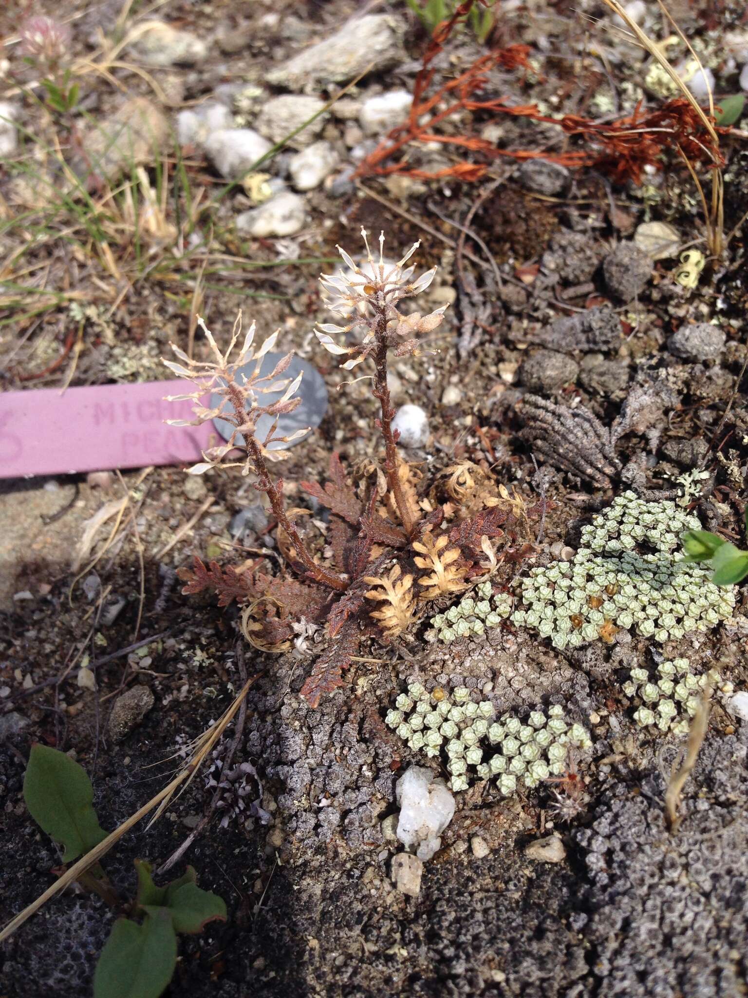 صورة Lepidium sisymbrioides Hook. fil.