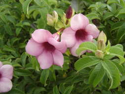 Image of purple allamanda