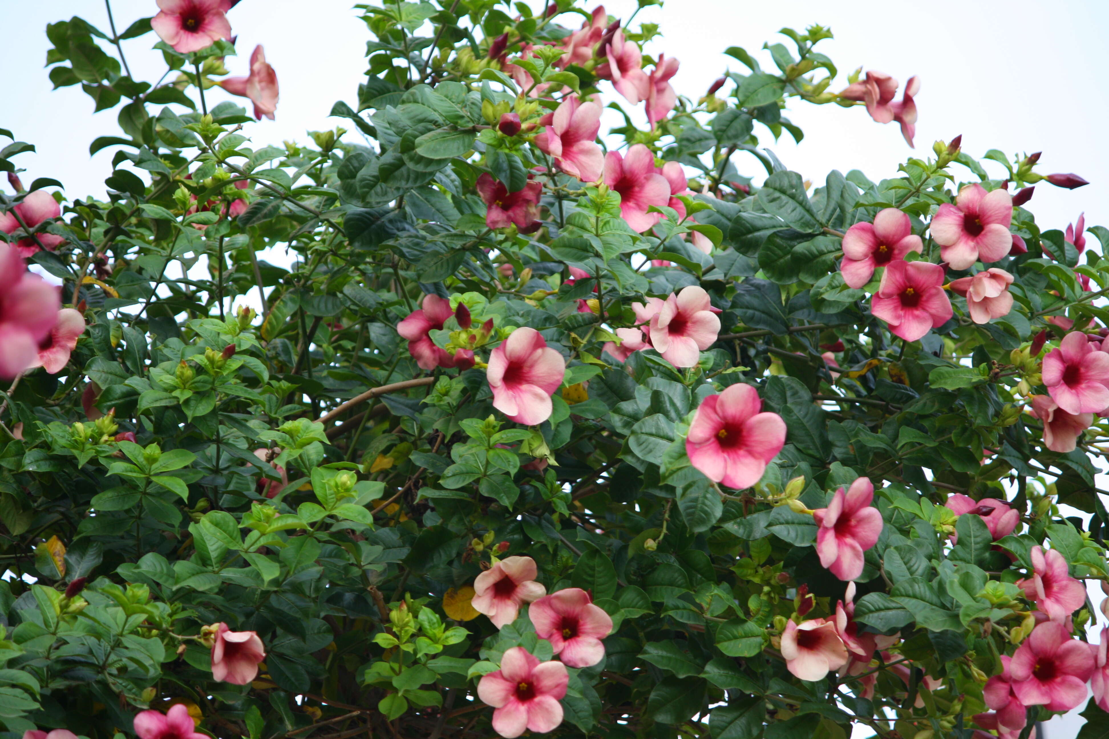 Image of purple allamanda