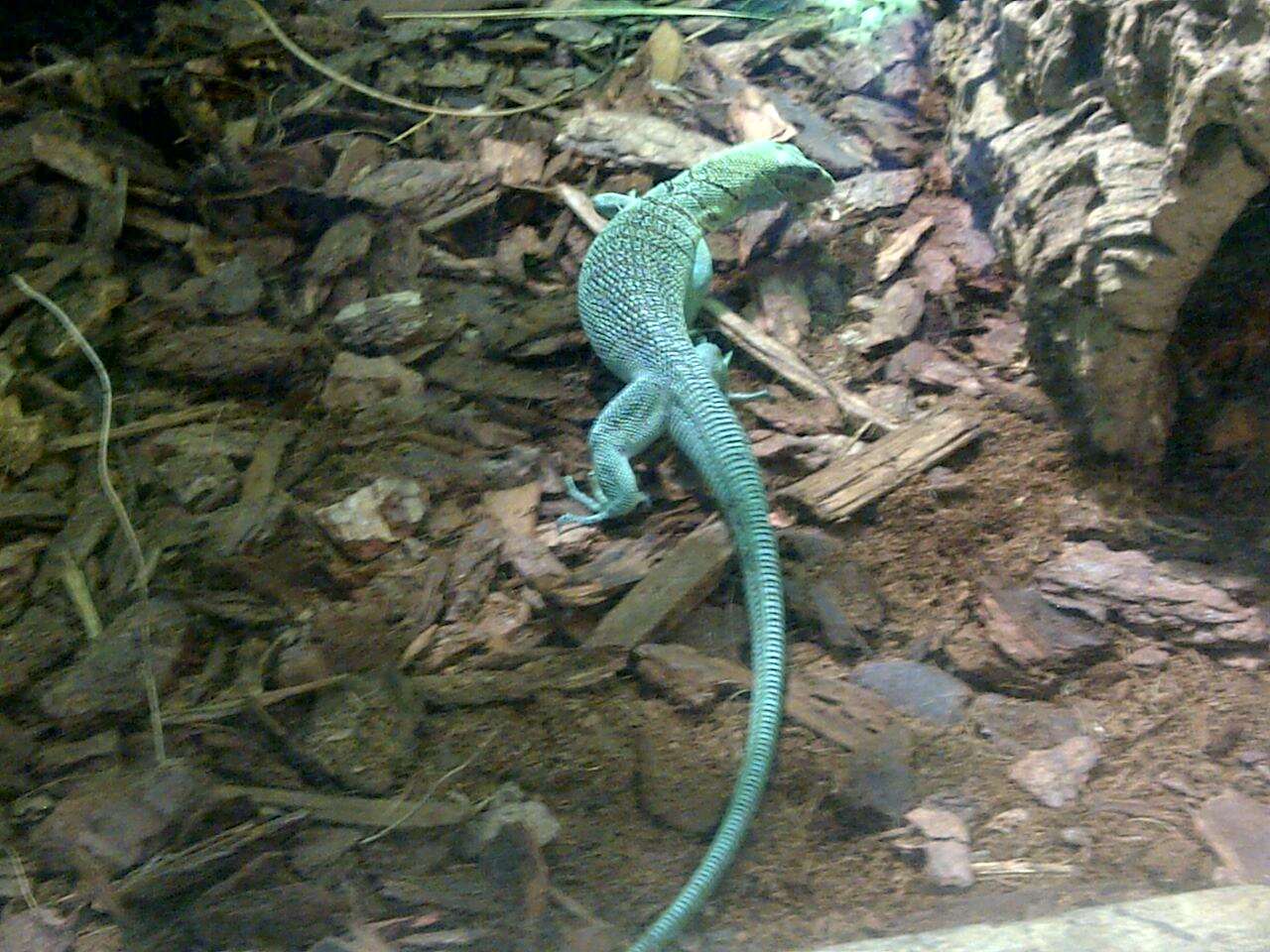 Image of Emerald Monitor