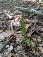 Image of branched moonwort