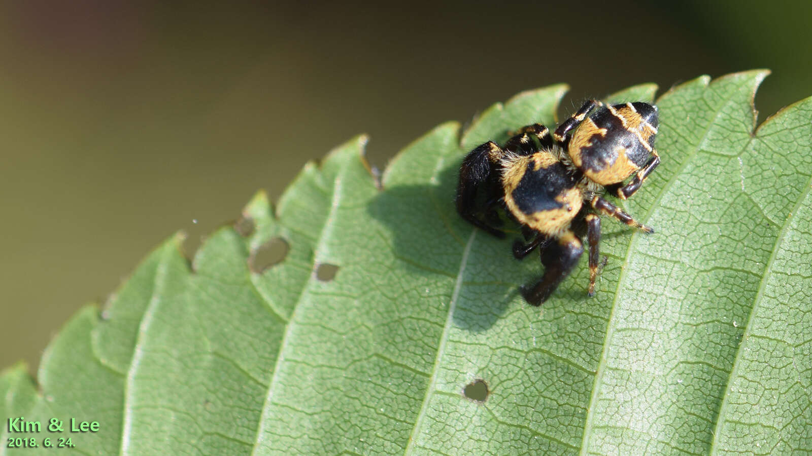 Imagem de Rhene albigera (C. L. Koch 1846)