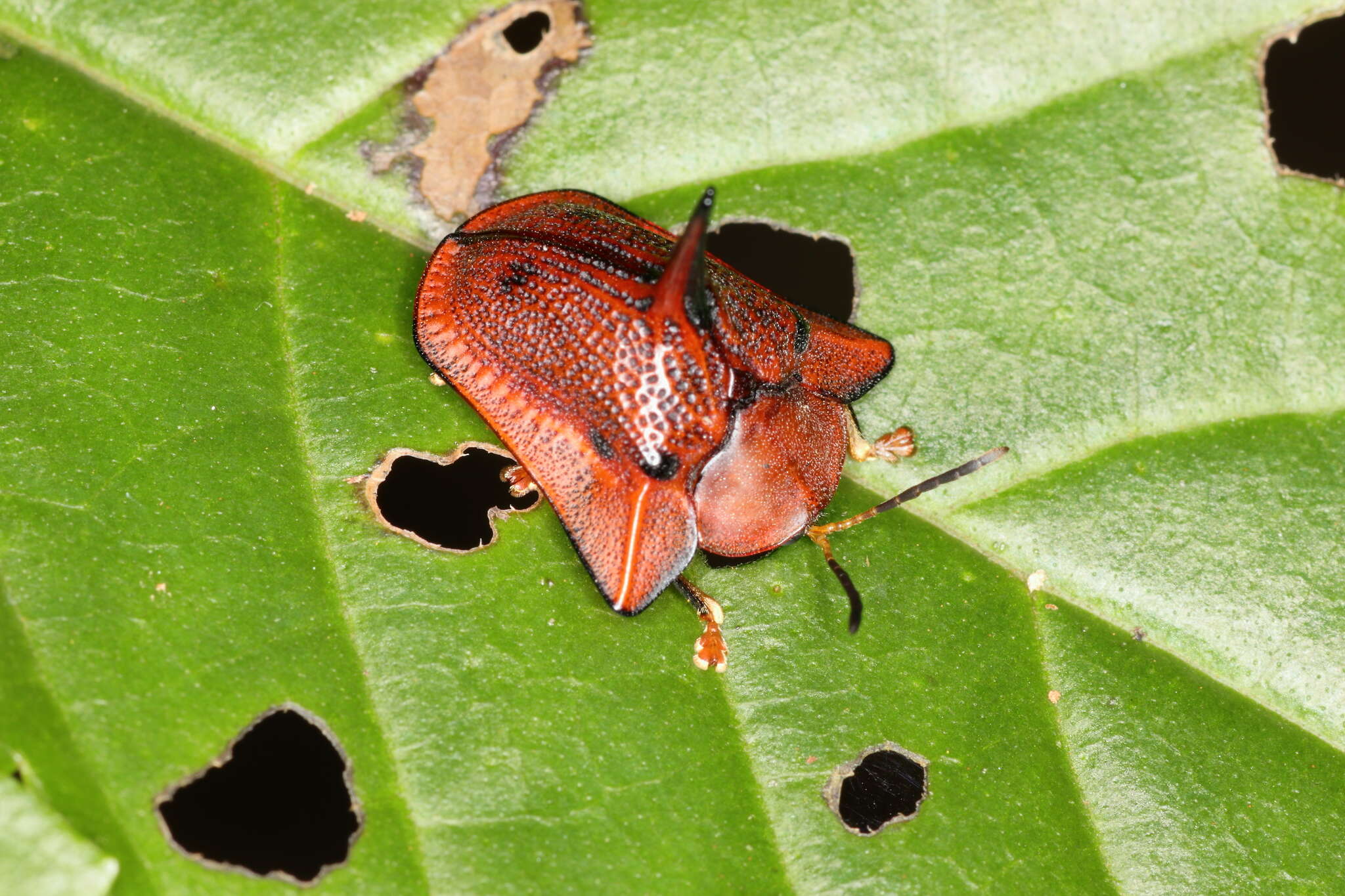 Image of Dorynota (Dorynota) monoceros (Germar 1824)