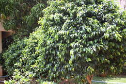 Imagem de Ficus benjamina L.