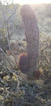 Image of Ceropegia pilifera subsp. pilifera