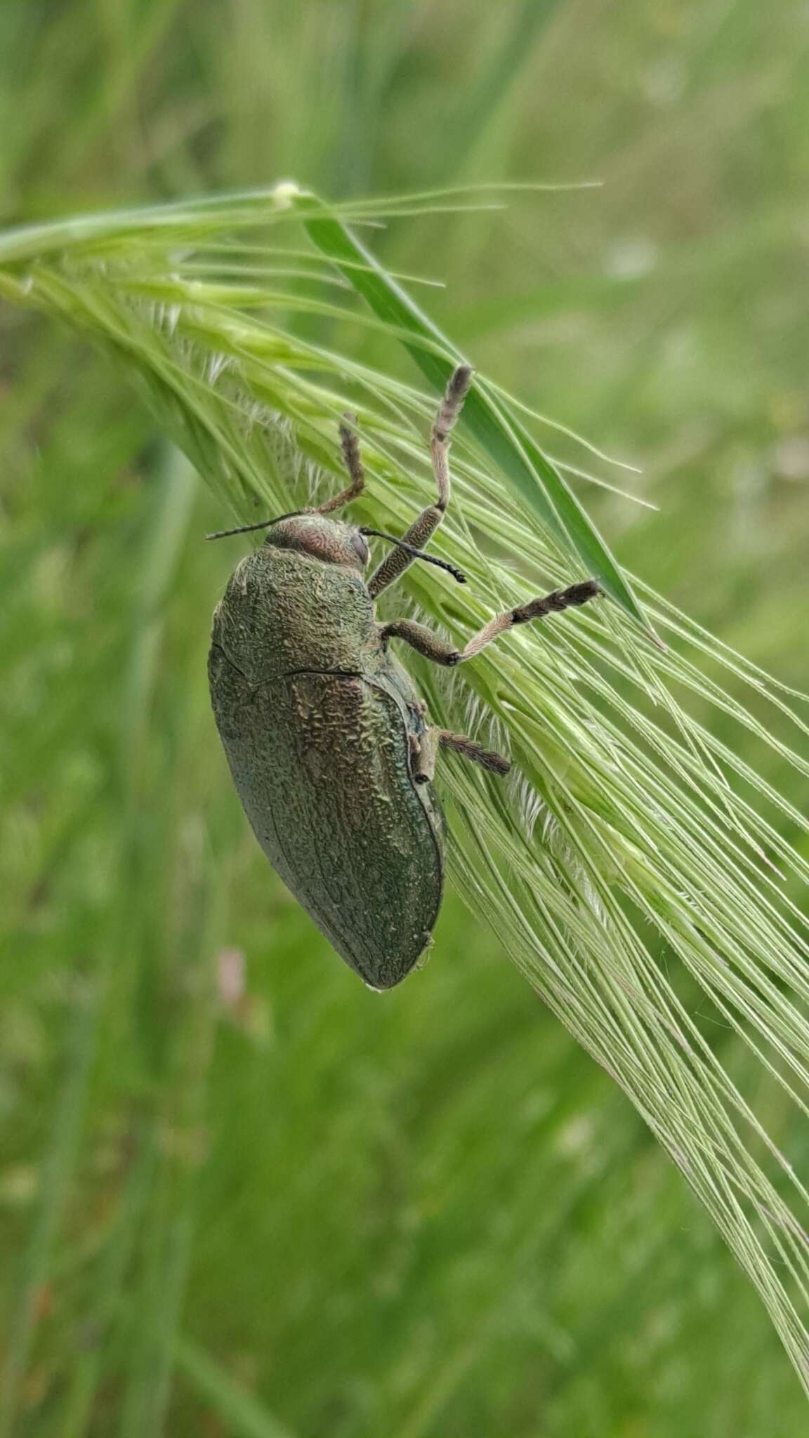 Image of Julodis ehrenbergii Laporte 1835