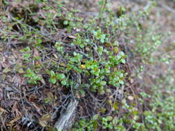 Image of Gonocarpus incanus (A. Cunn.) Orchard