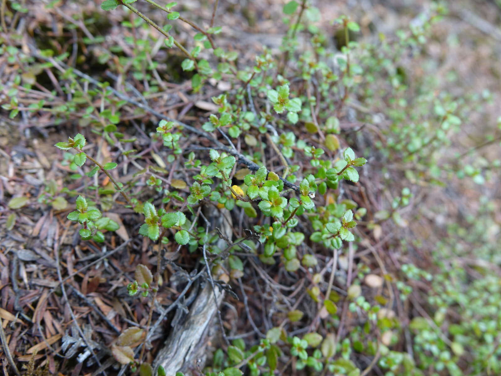 Image of Gonocarpus incanus (A. Cunn.) Orchard