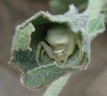 Image of Flower Crab Spiders