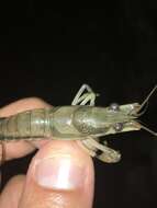 Image of Percy's Creek Crayfish