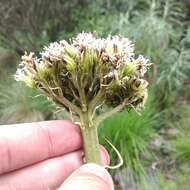 Image of Psacalium silphiifolium (B. L. Rob. & Greenm.) H. Rob. & Brettell