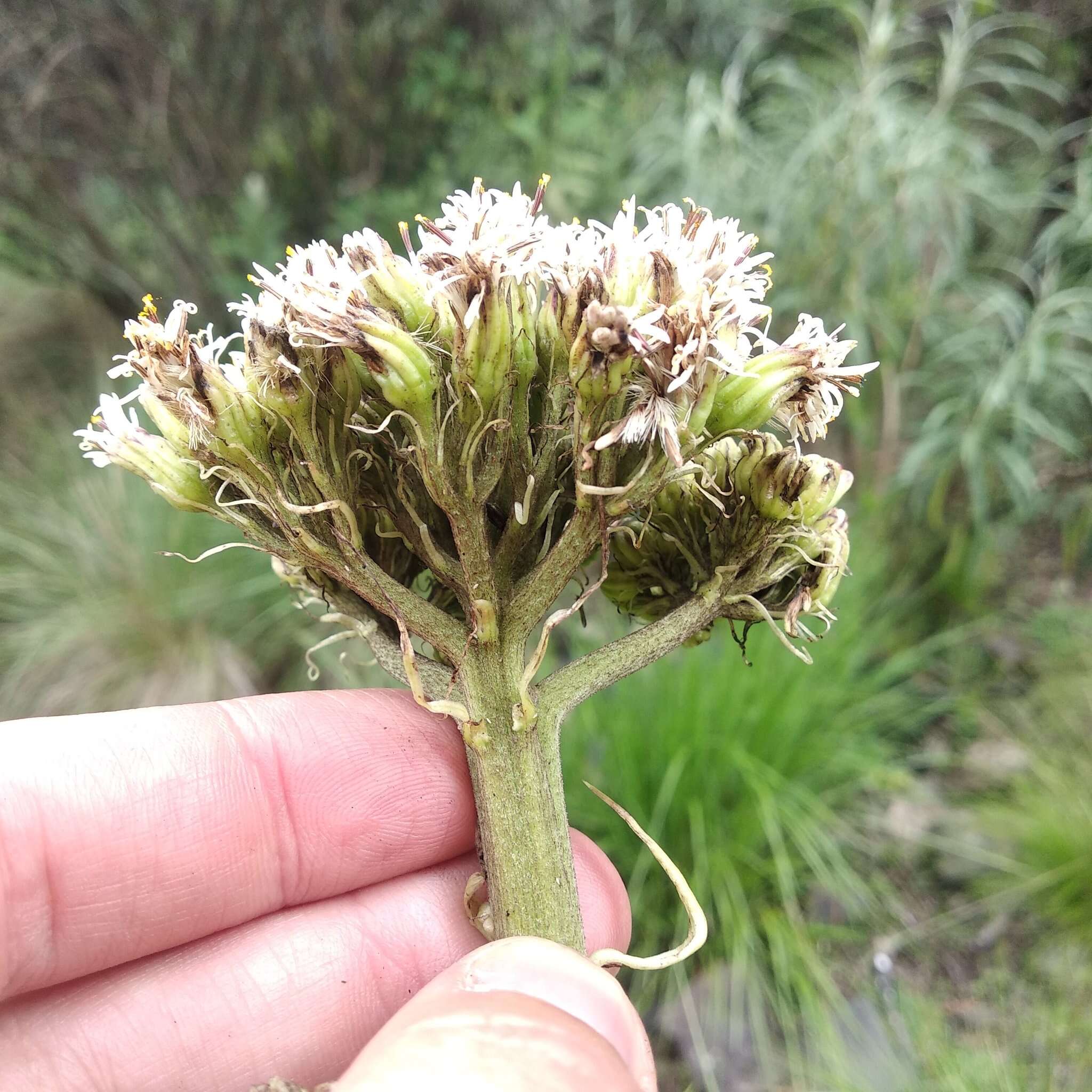 Image of Psacalium silphiifolium (B. L. Rob. & Greenm.) H. Rob. & Brettell