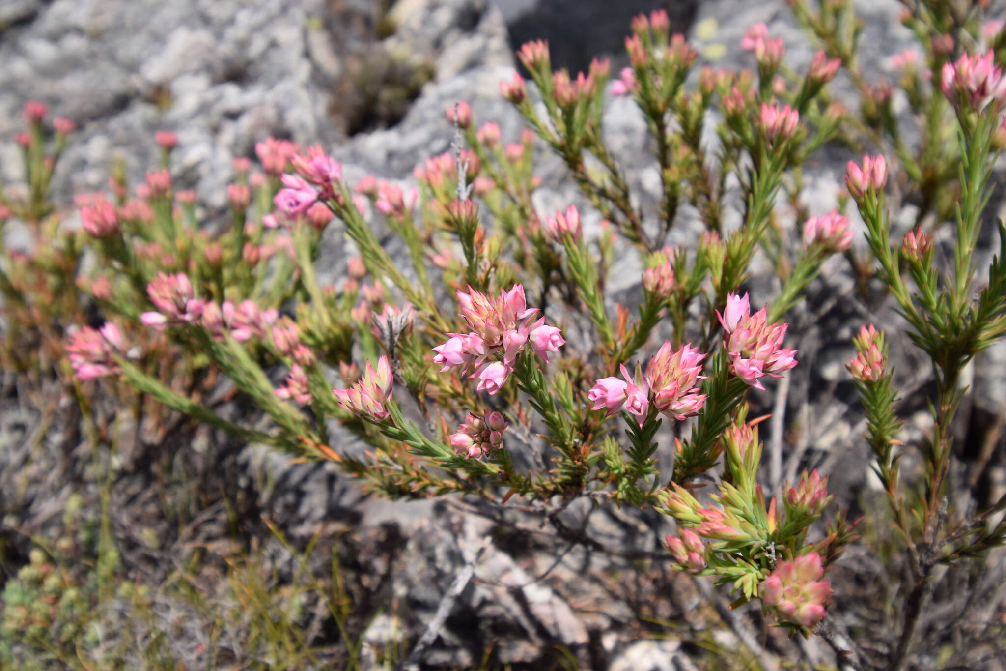 Image of Erica taxifolia