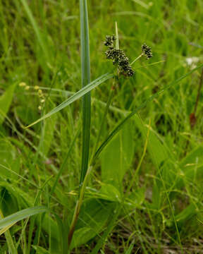 Imagem de Scirpus microcarpus J. Presl & C. Presl