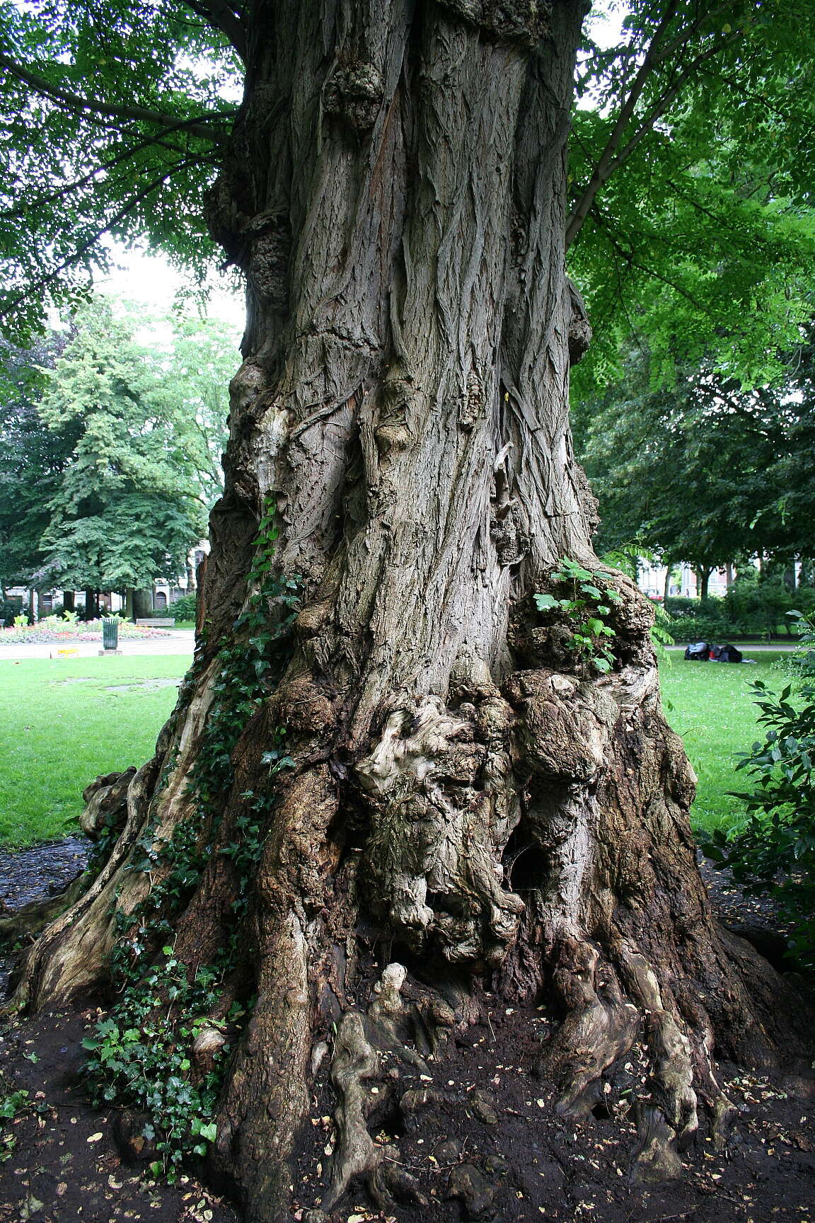 Image of black locust